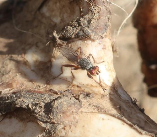 Réf. 352 412 : Centrophlebomyia furcata